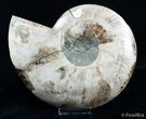 Large Inch Polished Ammonite Half #2982-1